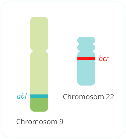Entstehung Philadelphia Chromosom Schritt 1