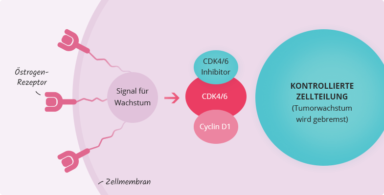 Kontrollierte Zellteilung durch CDK4/6-Inhibitoren bei metastasiertem Brustkrebs