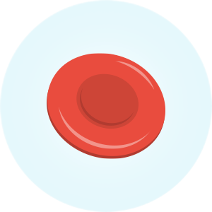 Rote Blutzellen (Erythrozyten)