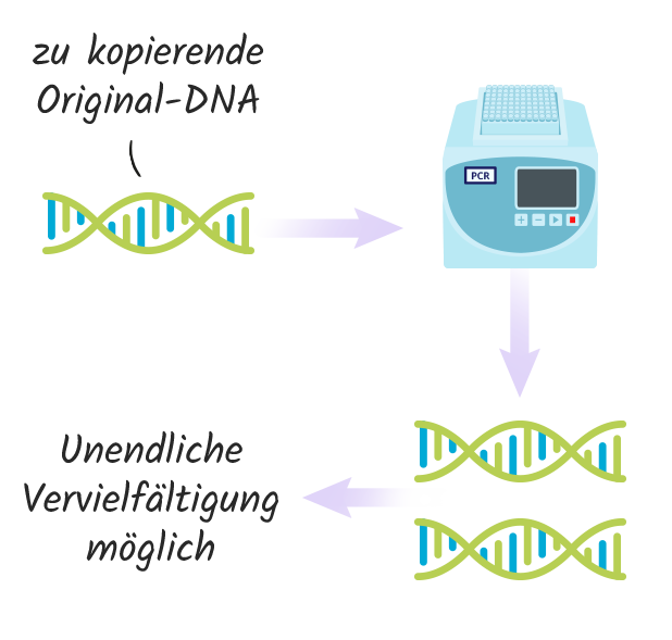 PCR (Polymerase-Kettenreaktion)