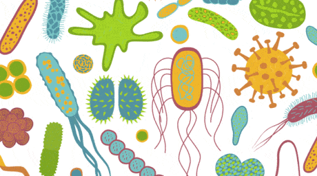 Mikrobiom-Darm-chronisch-Krank