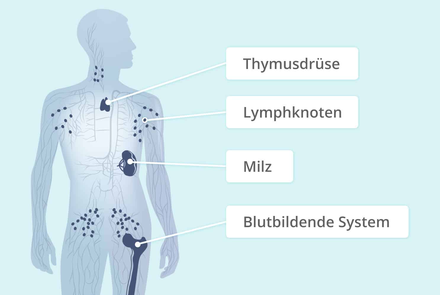 Lymphatisches System