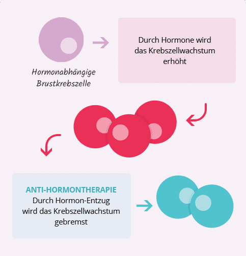 Wirkung von Östrogen und Anti-Hormontherapie bei Metastasiertem Brustkrebs