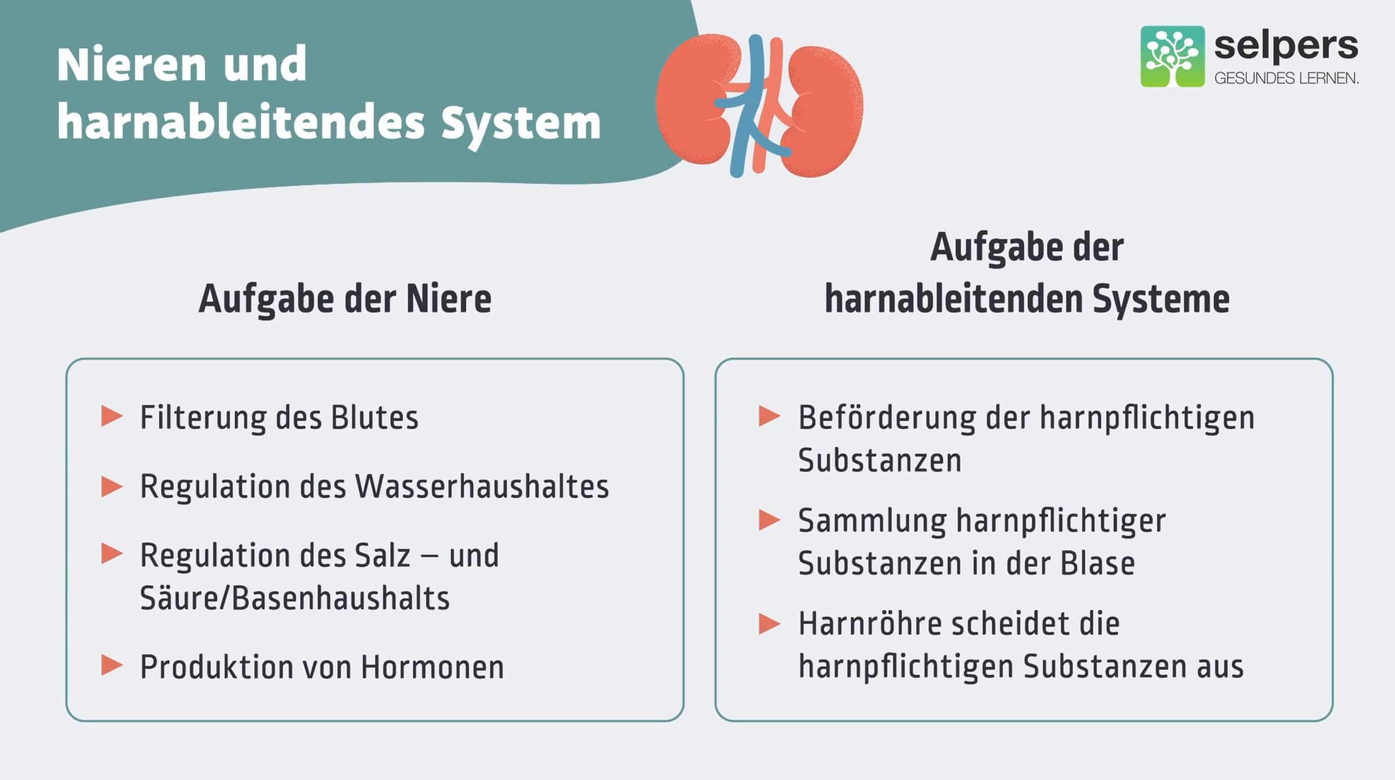 Harn- und Nierensteine verstehen Aufgaben der Niere und des harnableitenden Systems
