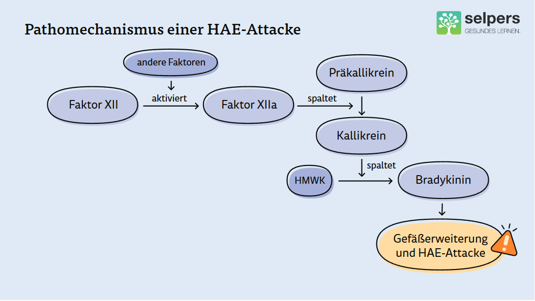 Pathomechanismus einer HAE-Attacke